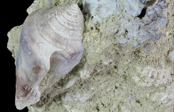 Tall Miocene Fossil (Gastropod) Cluster - France #70875